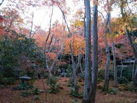祇王寺_2018_11 (6)