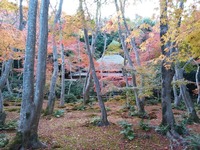 祇王寺_2018_11 (7)