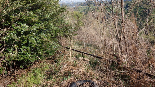 DSC00667