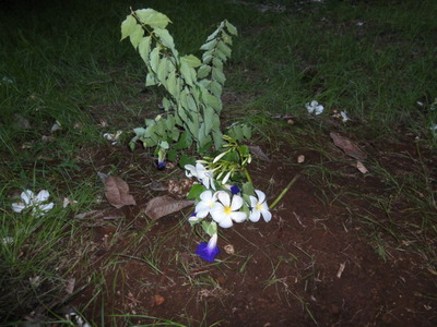 Picture 002