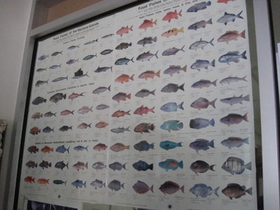 Picture 001