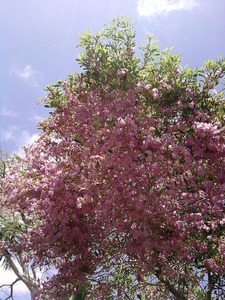 Picture 255
