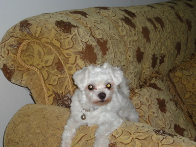 Picture 001