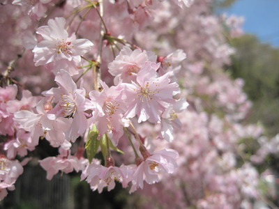 Picture 013