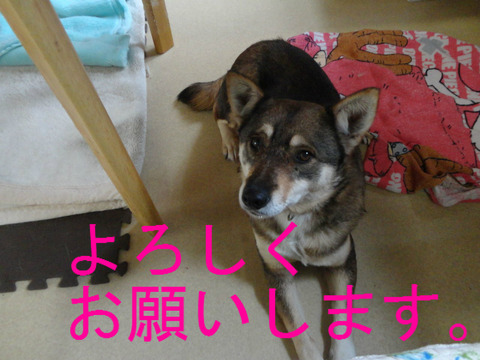 BlogPaint