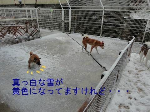 BlogPaint