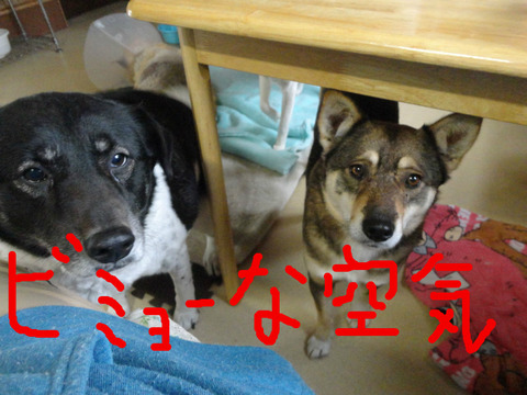 BlogPaint