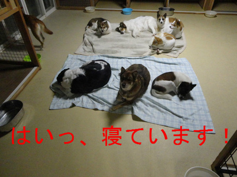 BlogPaint