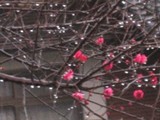 庭の紅梅jpg