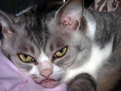 ぬこ04_猫ねこch