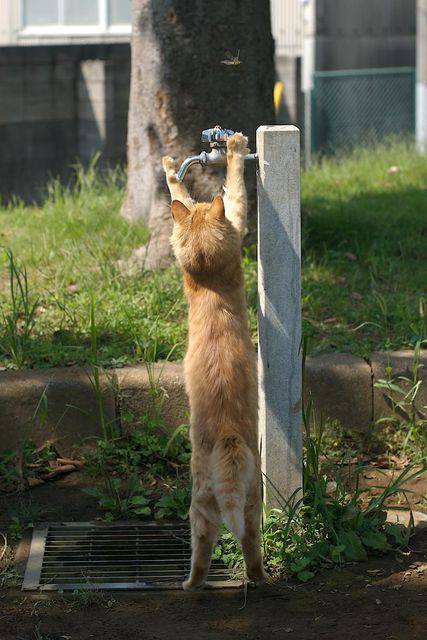 蛇口_猫ねこch