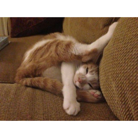 ぬこ42_猫ねこch