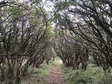 IMG_4810