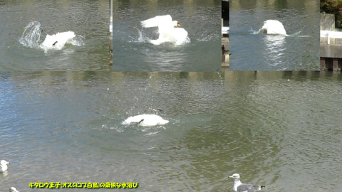 20160927-swan-03