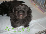 BlogPaint