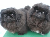 るい&るかP2270459