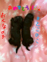 BlogPaint