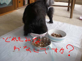 BlogPaint