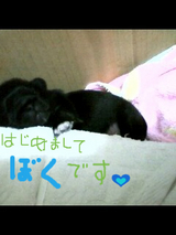 BlogPaint