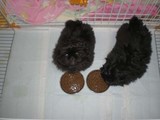 るいるか食事P1150286