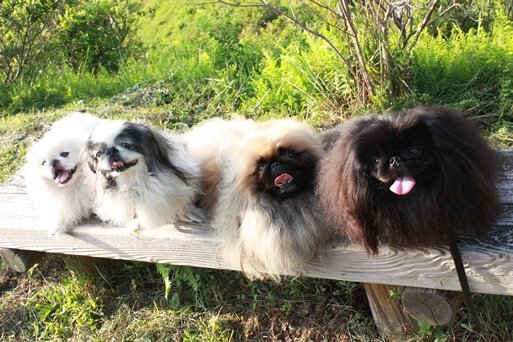 4pekingese