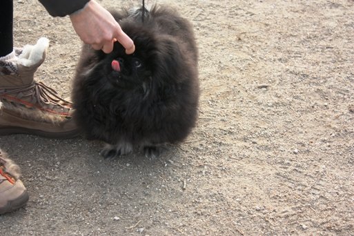 ring dogrun8