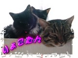 奴ら (=^. .^=)ミャー