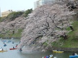 千鳥ヶ淵2