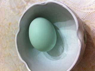 aoi_tamago