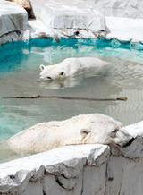 NewsTopic 夏の<b>動物園</b>模様、氷、しろくまスイーツ