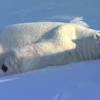 images-1