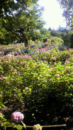 2010061715550001