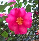 冬 花 2
