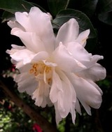 冬の花 3