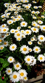 4板垣宅 花2