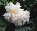 椿 白1