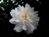 12月の花doc