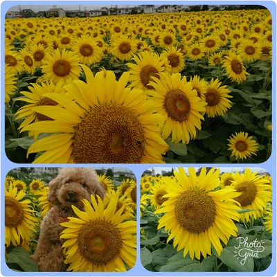 PhotoGrid_1503046790034