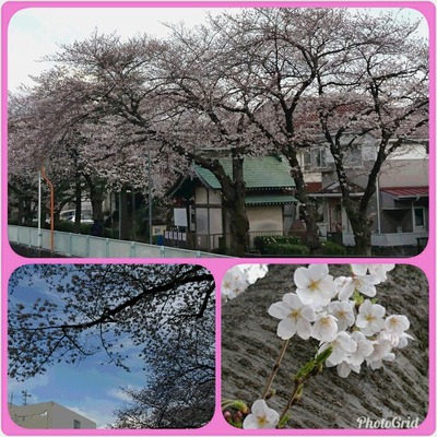 PhotoGrid_1521876731381