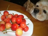 cherry