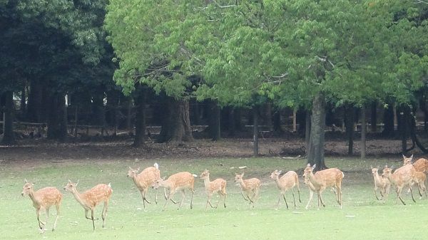 DSCF9095 (2)-1