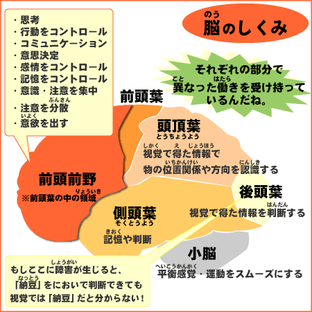 脳