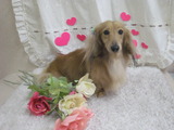 ミニチュアダックスのけんちゃん