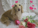 ミニチュアダックスのみるちゃん