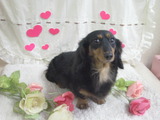 ミニチュアダックスのそらちゃん