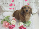 ミニチュアダックスのここあちゃん