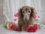 ミニチュアダックスのマイロちゃん