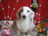 ミニチュアダックスのまーぶるちゃんqq