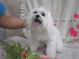 マルチーズのくっきーちゃんz