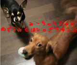 ¥ß¥ë¥¯